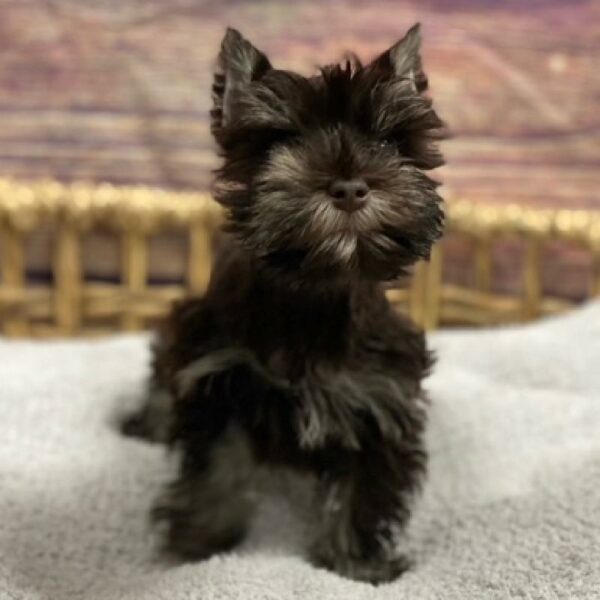 Mini Schnauzer-DOG-Male-Chocolate-4947-Petland Woodlands, TX