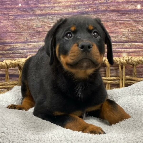 Rottweiler-DOG-Male-blk & tn-4955-Petland Woodlands, TX