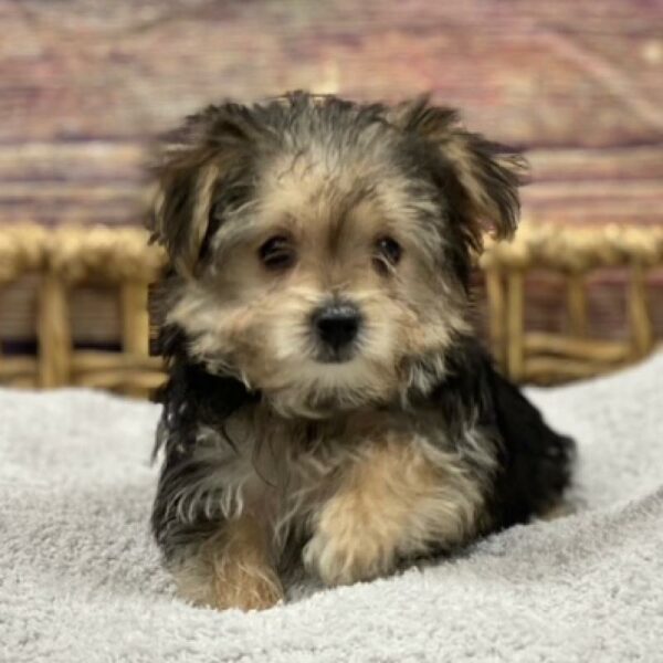 Morkie-DOG-Female-blk & tn-4956-Petland Woodlands, TX