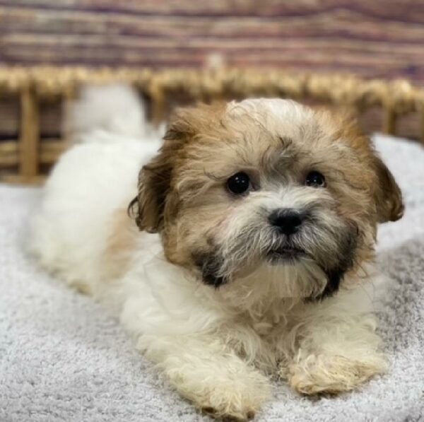 Teddy Bear-DOG-Female-br & wh-4954-Petland Woodlands, TX
