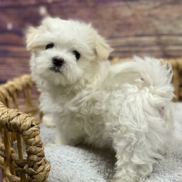 Maltese-DOG-Male-wh-4957-Petland Woodlands, TX