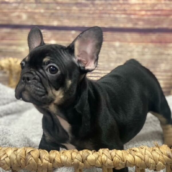French Bulldog-DOG-Female-Black and Tan-4971-Petland Woodlands, TX