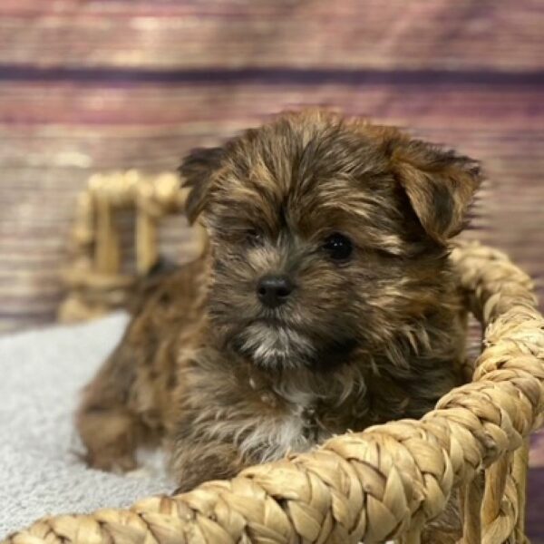Shorkie-DOG-Male-Gold-4969-Petland Woodlands, TX