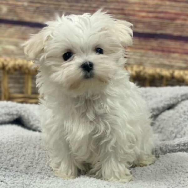 Maltese-DOG-Female-wh, blk pts-4975-Petland Woodlands, TX