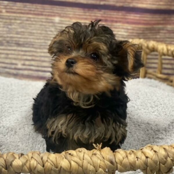 Yorkie-Poo DOG Male Black and Tan 4970 Petland Woodlands, TX