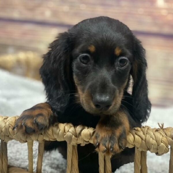 Dachshund-DOG-Male-Black and Tan-4967-Petland Woodlands, TX