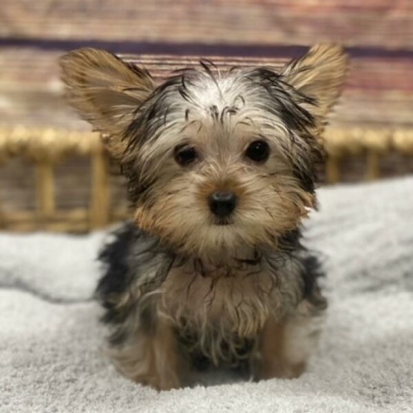 Yorkie-DOG-Female-blk & tn-4972-Petland Woodlands, TX