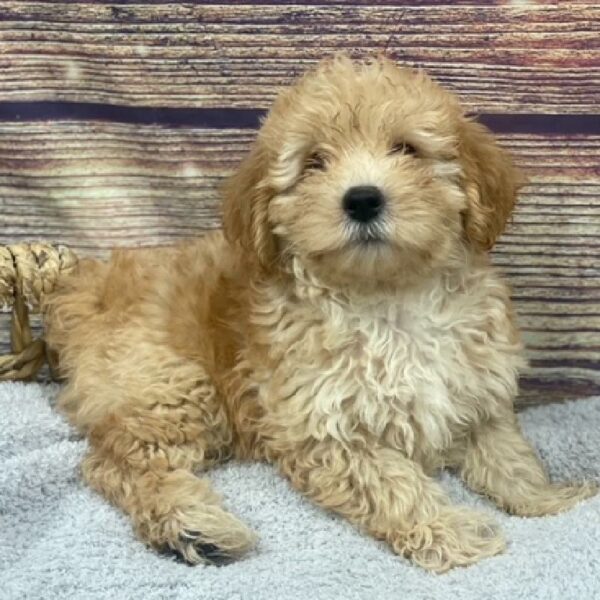 Miniature Whoodle-DOG-Male-Apricot-4965-Petland Woodlands, TX