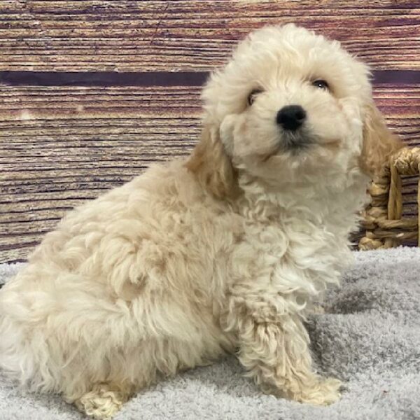 Bichon-Poodle-DOG-Male-wh-4978-Petland Woodlands, TX