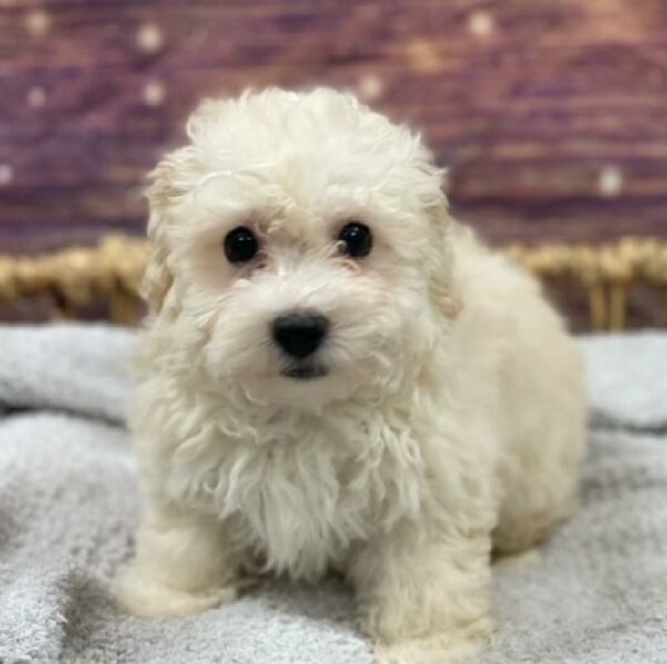 Bichon-Poodle-DOG-Male-Cream-4985-Petland Woodlands, TX