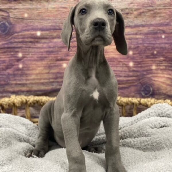 Great Dane-DOG-Female-Blue-4979-Petland Woodlands, TX