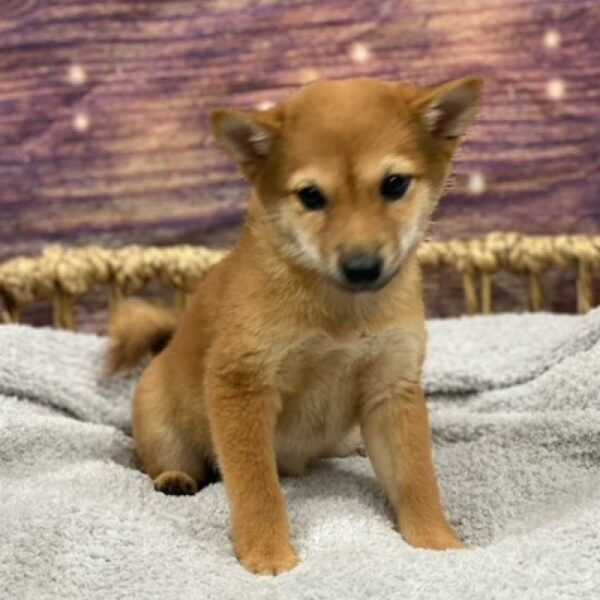 Shiba Inu-DOG-Female-Red-4982-Petland Woodlands, TX