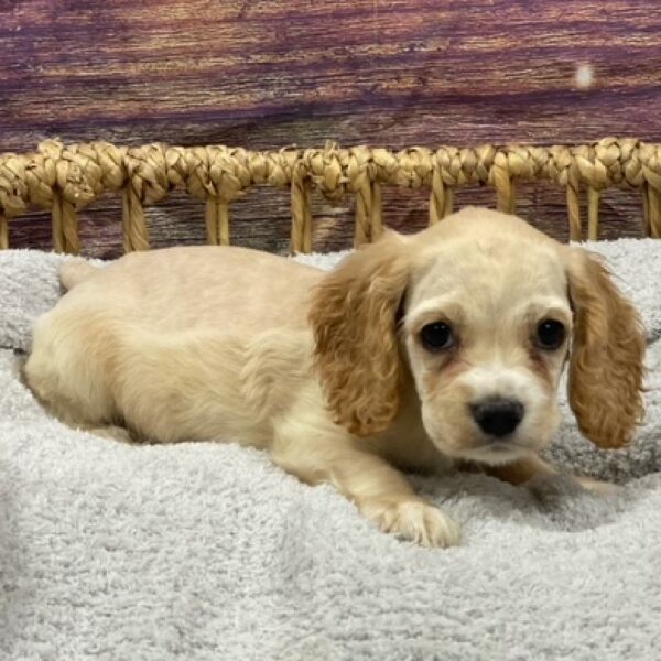 Cocker Spaniel-DOG-Male-Buff-4981-Petland Woodlands, TX
