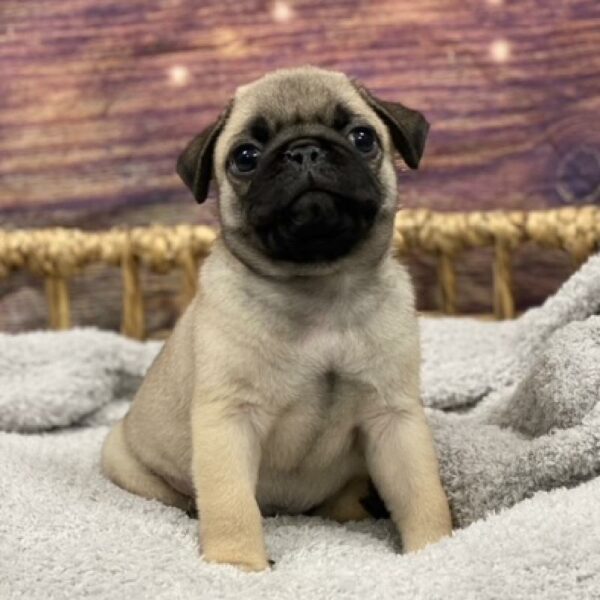 Pug-DOG-Male-fn-4986-Petland Woodlands, TX
