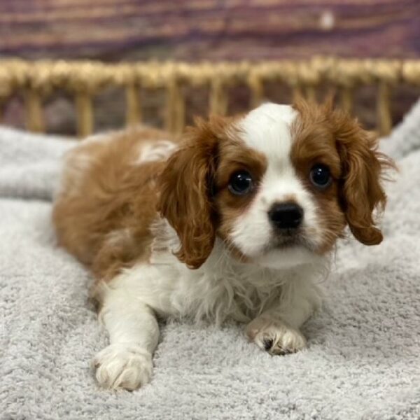 Cavalier King Charles Spaniel-DOG-Male-bheim & wh-4992-Petland Woodlands, TX