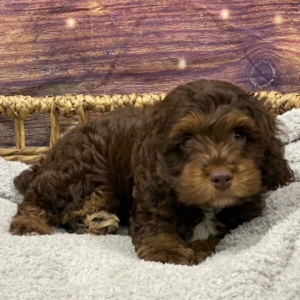 Cockapoo-DOG-Male-chlt & tn-4990-Petland Woodlands, TX