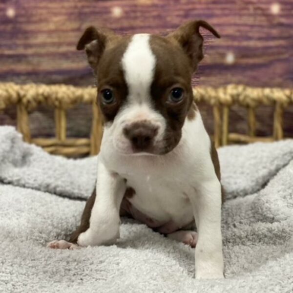 Boston Terrier-DOG-Female-rd & wh-4993-Petland Woodlands, TX
