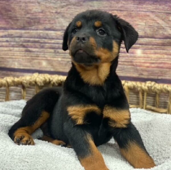 Rottweiler-DOG-Female-blk & tn-4999-Petland Woodlands, TX