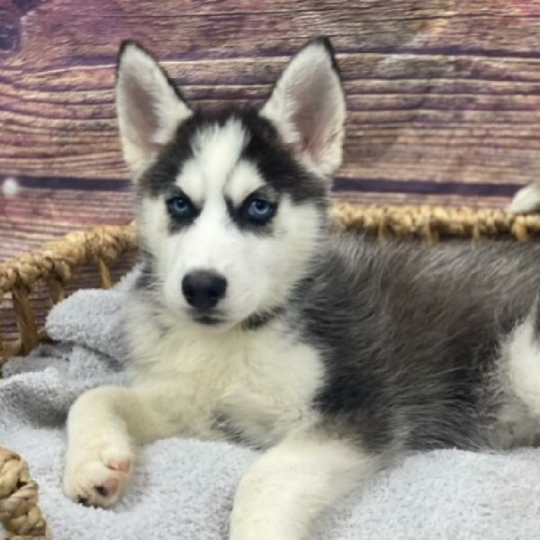 Siberian Husky-DOG-Female-blk & wh-5009-Petland Woodlands, TX