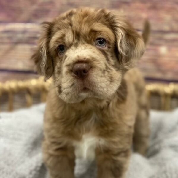 Mini Hippo-DOG-Male-choc mrl-5001-Petland Woodlands, TX