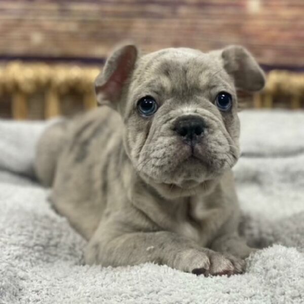French Bulldog-DOG-Male-bl mrl-5003-Petland Woodlands, TX