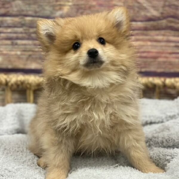 Pomeranian-DOG-Female-org sbl-5000-Petland Woodlands, TX