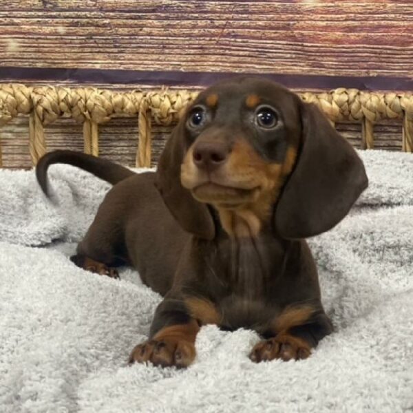 Dachshund-DOG-Female-chlt-5008-Petland Woodlands, TX