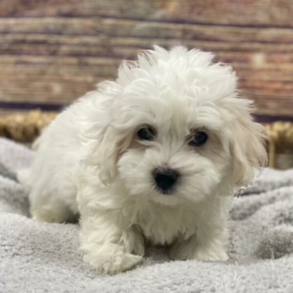 Coton De Tulear-DOG-Male-wh-5005-Petland Woodlands, TX