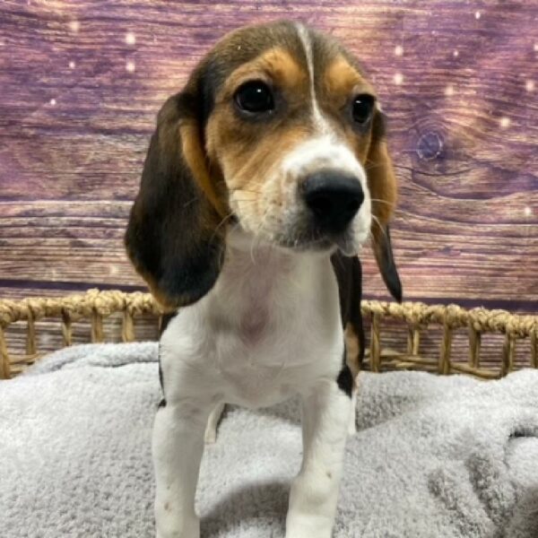 Beaglier-DOG-Female-Black White and Brown-4997-Petland Woodlands, TX