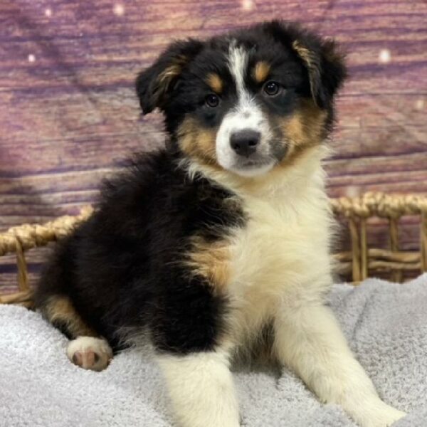 Australian Shepherd-DOG-Female-Black White and Tan-4951-Petland Woodlands, TX