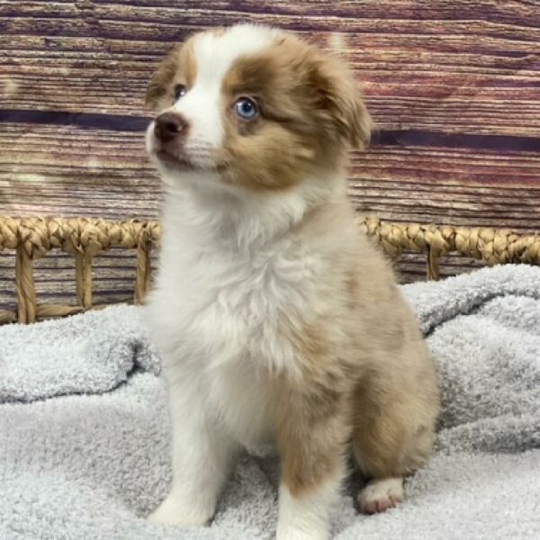 Miniature Australian Shepherd-DOG-Female-Red Merle-4966-Petland Woodlands, TX