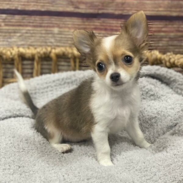 Chihuahua-DOG-Male-lav, wh mkgs-4977-Petland Woodlands, TX
