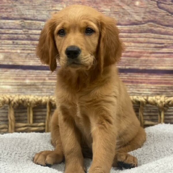 Golden Retriever-DOG-Female-gldn-4976-Petland Woodlands, TX