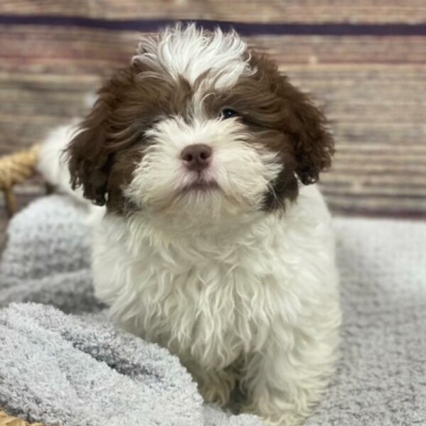 Teddy Bear-DOG-Male-Liver and White-4968-Petland Woodlands, TX
