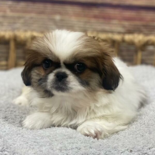 Pekingese DOG Female br & wh 4974 Petland Woodlands, TX