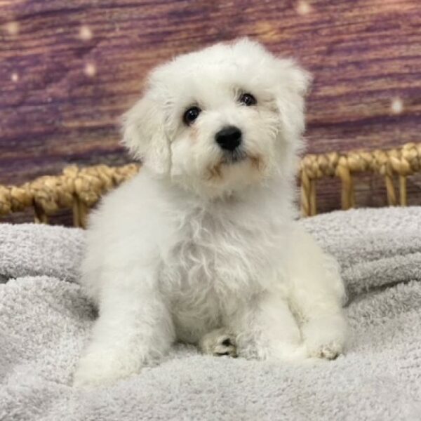 Bichon-DOG-Female-wh-4994-Petland Woodlands, TX