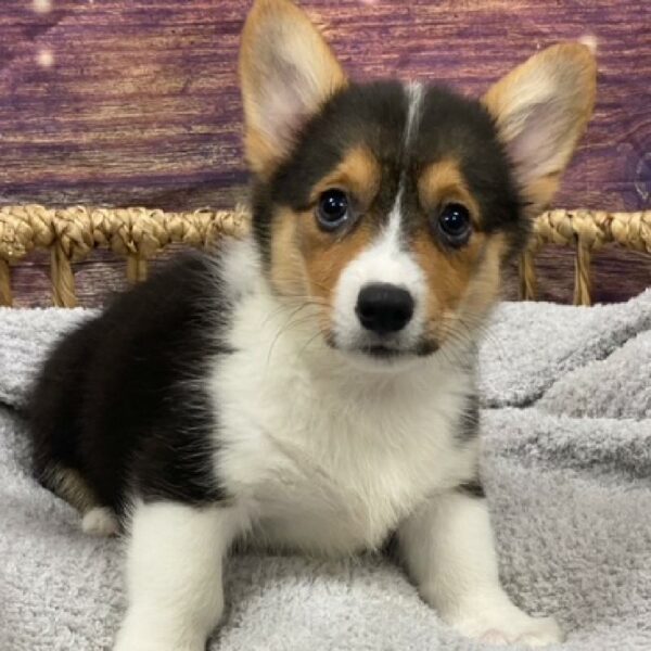 Pembroke Welsh Corgi-DOG-Female-Black and Tan-4980-Petland Woodlands, TX