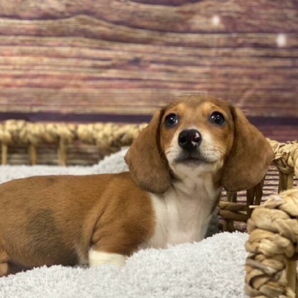Dachshund-DOG-Male-br, dpl-5004-Petland Woodlands, TX