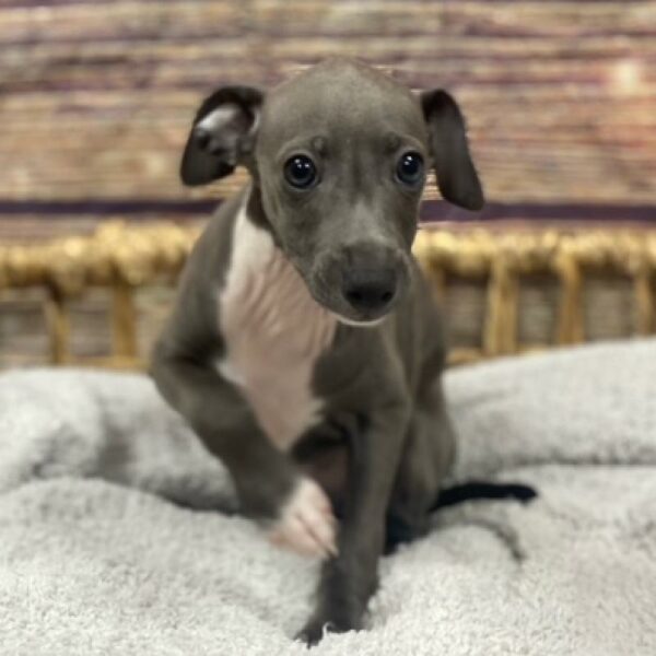 Italian Greyhound-DOG-Male-bl & wh-5007-Petland Woodlands, TX