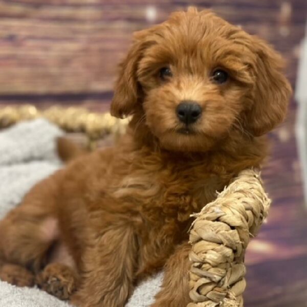 Mini Goldendoodle-DOG-Female-rd-5002-Petland Woodlands, TX