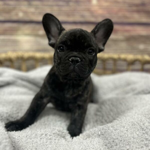 French Bulldog-DOG-Male-brdl-5026-Petland Woodlands, TX