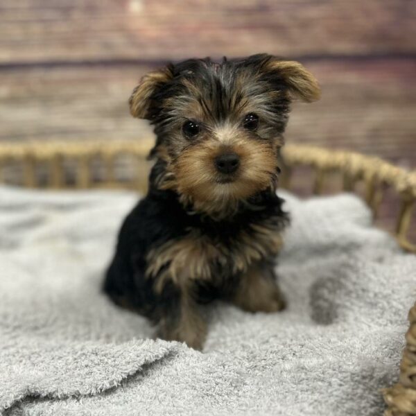 Yorkie-DOG-Female-blk & tn-5023-Petland Woodlands, TX