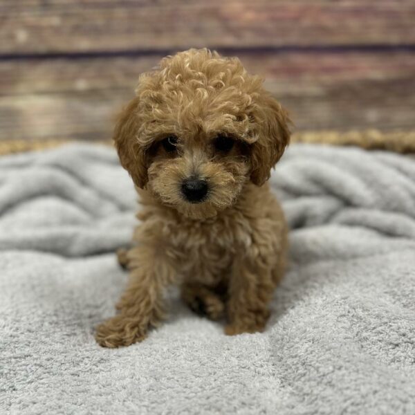 Mini Poodle-DOG-Female-apct-5024-Petland Woodlands, TX