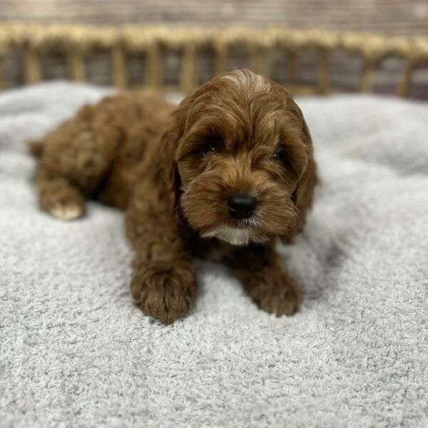 Cockapoo-DOG-Male-rd & wh-5027-Petland Woodlands, TX