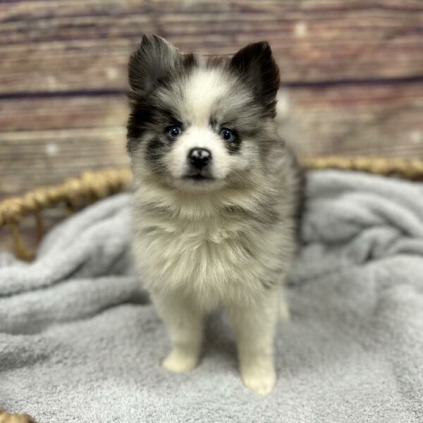 Pomsky-DOG-Male-bl mrl , bl eye-5025-Petland Woodlands, TX