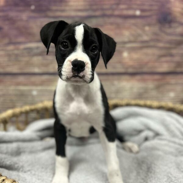 Boxer-DOG-Male-Black-5010-Petland Woodlands, TX