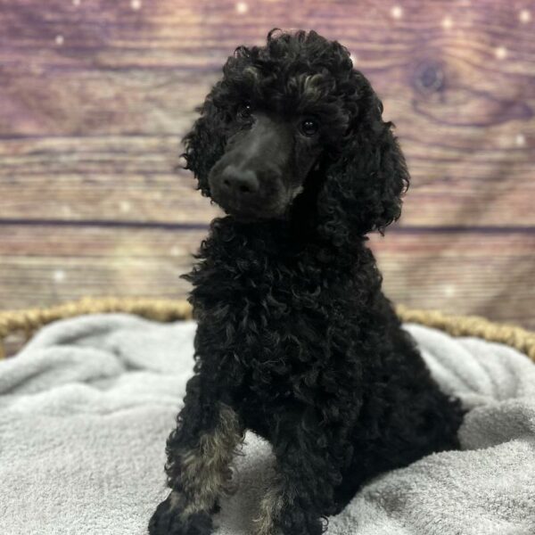Standard Poodle-DOG-Female-Black and Apricot-5019-Petland Woodlands, TX
