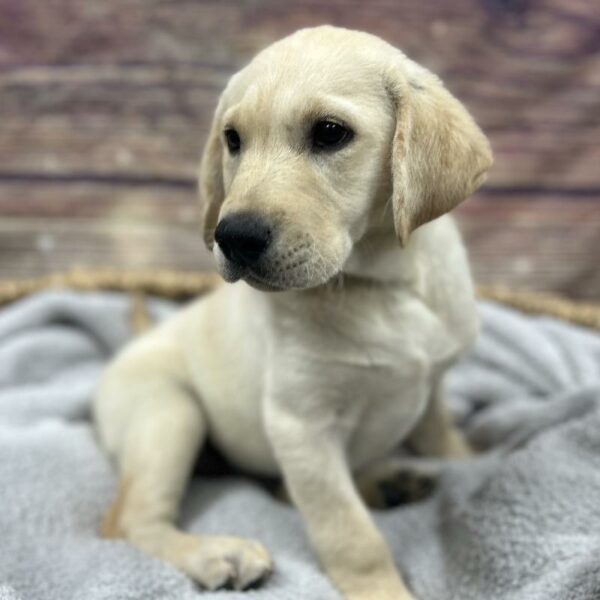 Labrador Retriever-DOG-Male-Yellow-5014-Petland Woodlands, TX