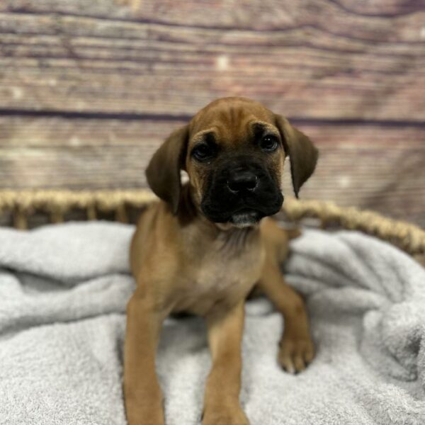 Cane Corso-DOG-Female-Red-5012-Petland Woodlands, TX