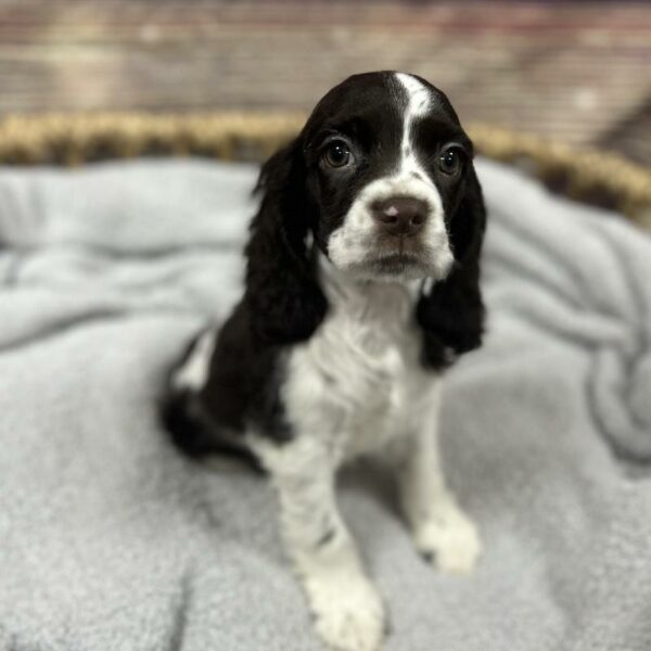 Cocker Spaniel-DOG-Female-Brown and White-5017-Petland Woodlands, TX